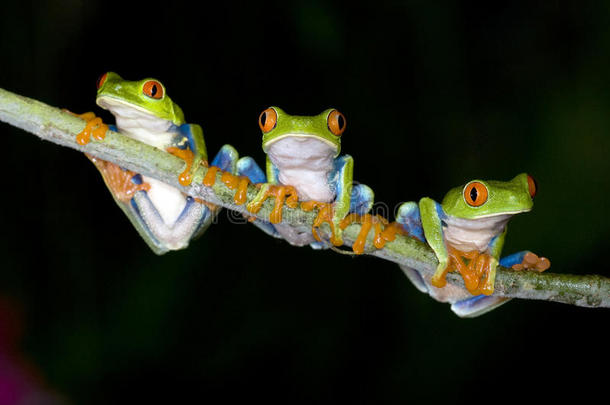 好奇的红眼绿树蛙，哥斯达黎加