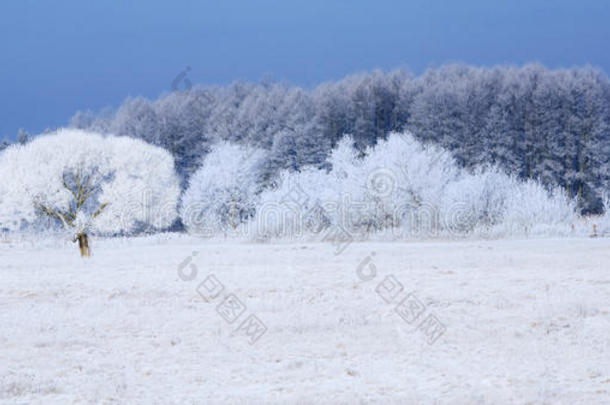 霜冻中的树木