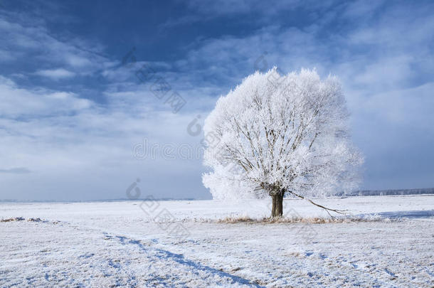 霜冻中的树