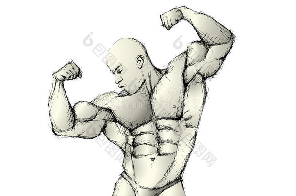 绘制bodybuilder