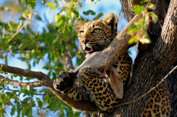 豹在树上吃东西