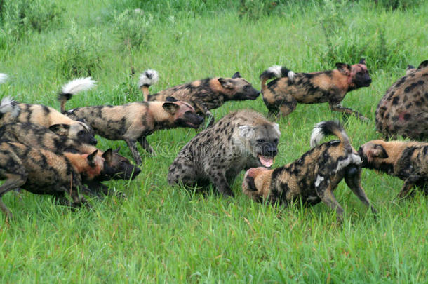 非洲野狗攻击斑点鬣狗
