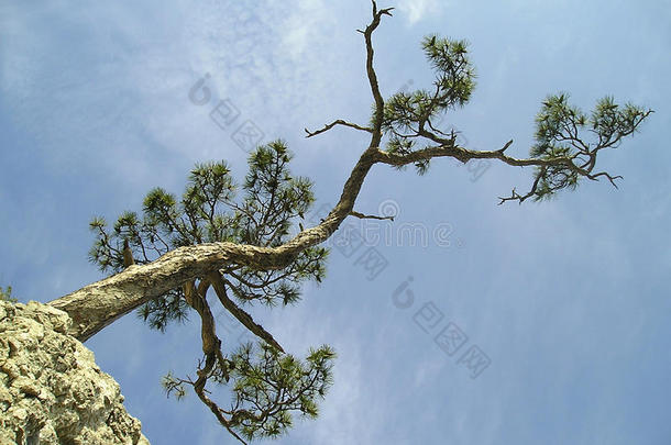 松树在蓝天上独树一帜