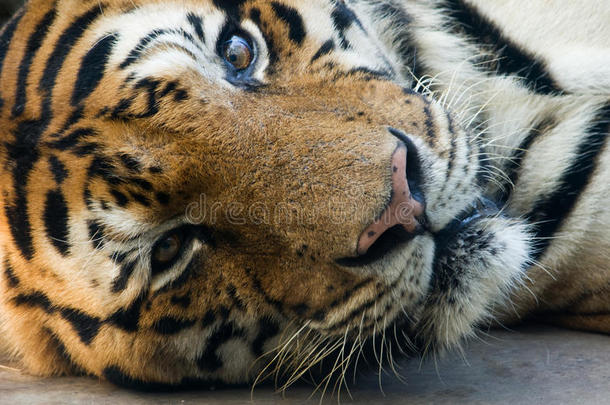 动物园里的孟加拉虎躺下凝视着