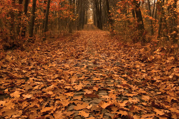 穿过树林的秋路