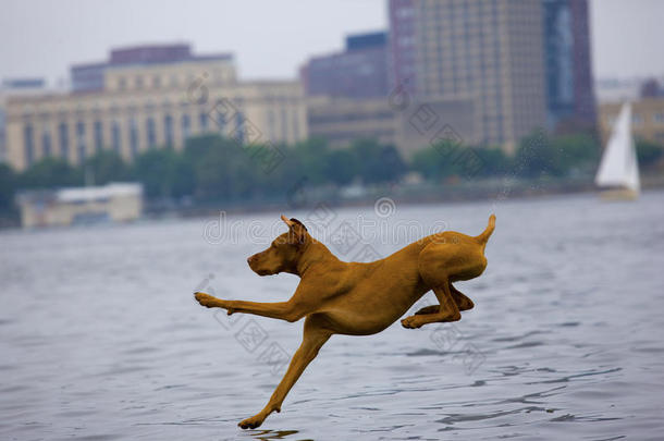 狗去游泳