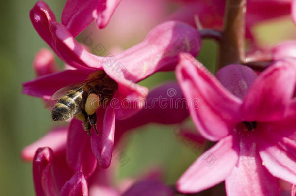 开亮粉色花的蜜蜂