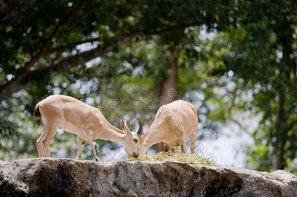 这些山羊正在吃草，在新加坡动物园被捕捉到