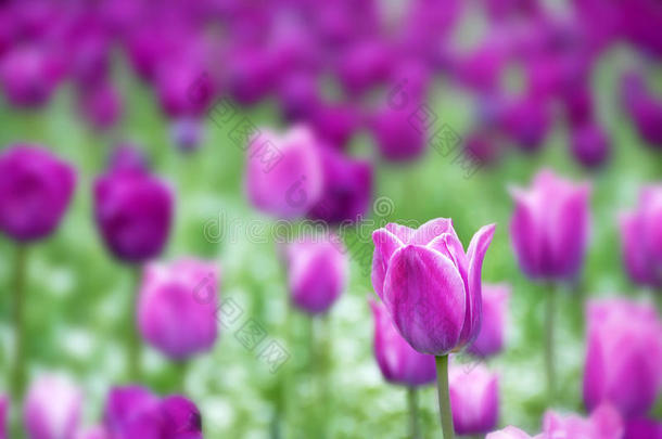 紫色郁金香背景