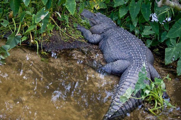 佛罗里达沼泽中的鳄鱼