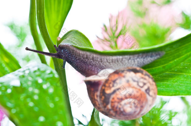 鲜叶蜗牛