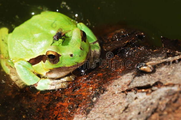 小绿蛙