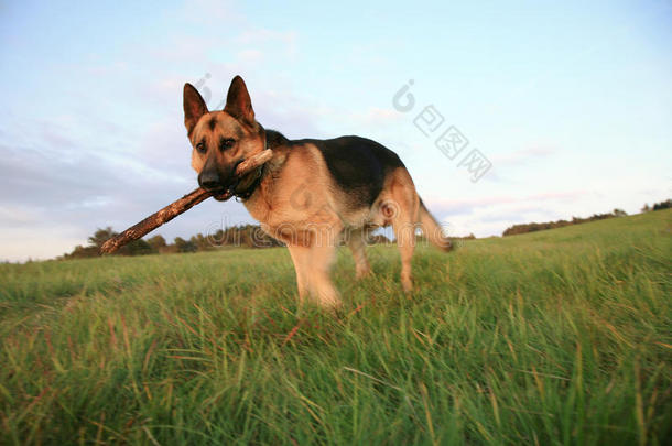 阿尔萨斯牧羊犬