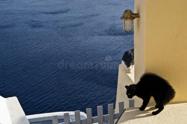 黑猫在圣托里尼墙上摆出防御姿态