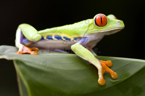 哥斯达黎加美丽的红眼绿树蛙