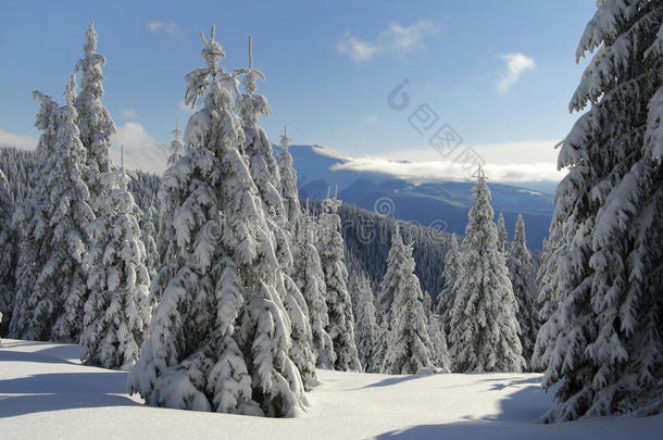 雪山云杉