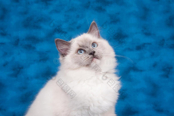 蓝色布娃娃猫
