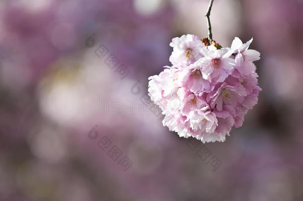 日本樱桃树