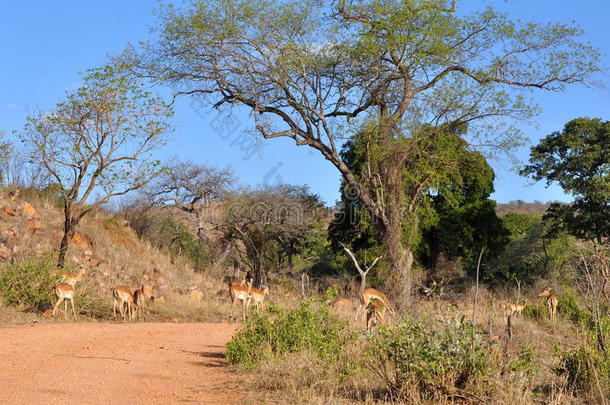 黑斑羚与清晨阳光下的非洲景观