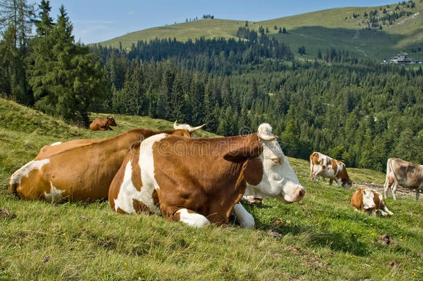 休息的斑纹奶牛