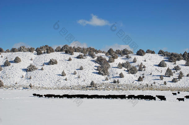 牛雪<strong>牧场</strong>