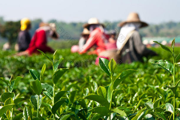 泰国北部的茶叶种植