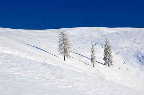 雪域孤树