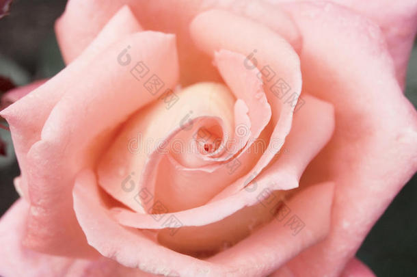 娇嫩的粉红色玫瑰