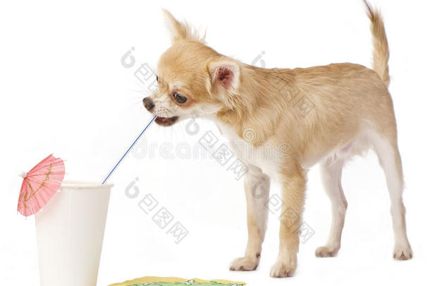 有趣的吉娃娃小狗用吸管喝水