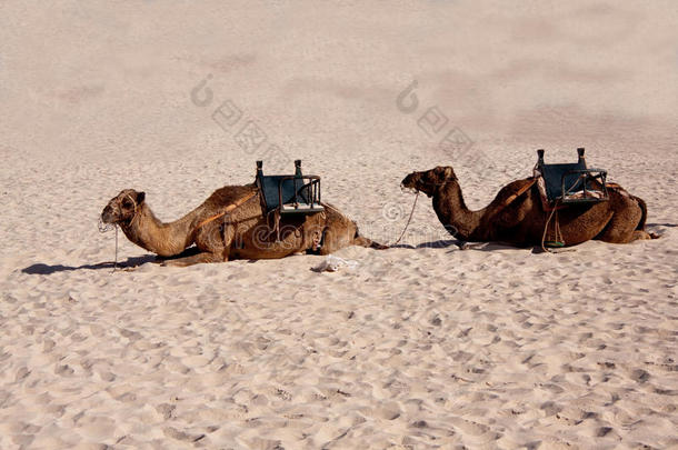 在沙滩上，两只骆驼在<strong>沙漠里</strong>