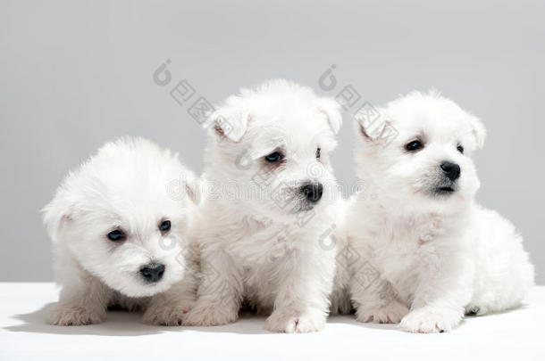 三只白色小狗在一起休息