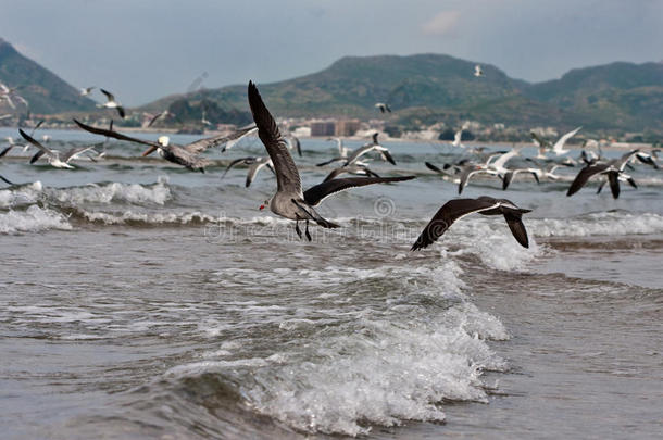 飞鸟、鹈鹕和海鸥在海浪上飞翔