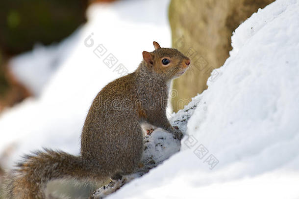 美丽的冬季大自然中的松鼠形象