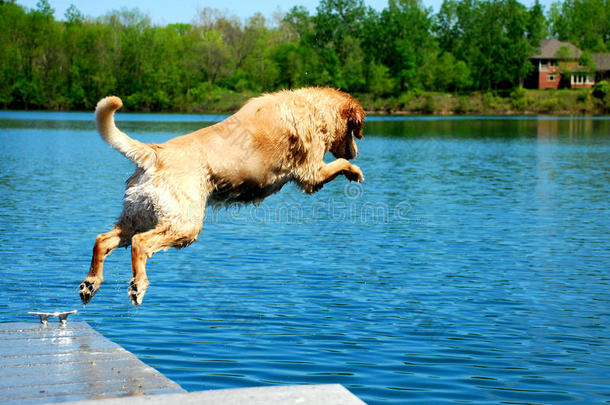 狗从码头跳入水中