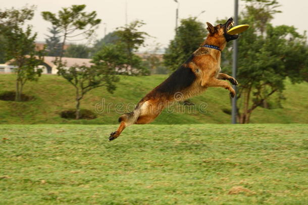 德国牧羊犬和<strong>飞盘</strong>