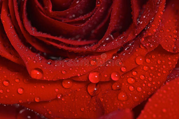 一朵美丽的红玫瑰上露珠的特写