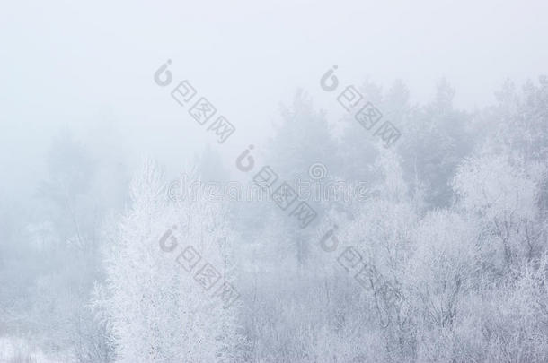 浓雾中的冬树