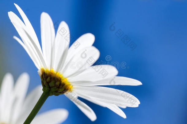 蓝天上的白玉兰花