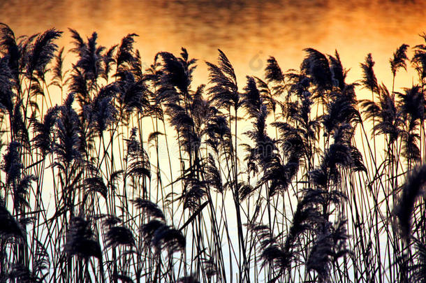 日落时河岸上的芦苇和芦苇