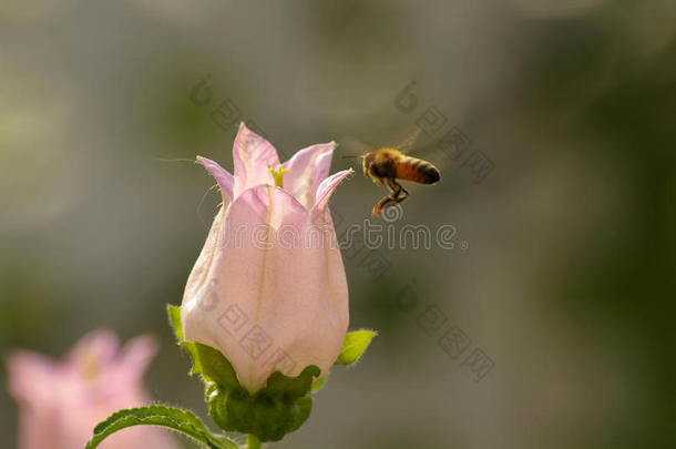 坎特伯雷蜜蜂钟