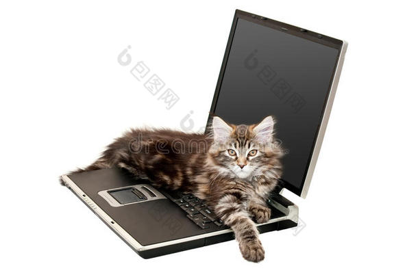 笔记本电脑上的缅因库恩小猫
