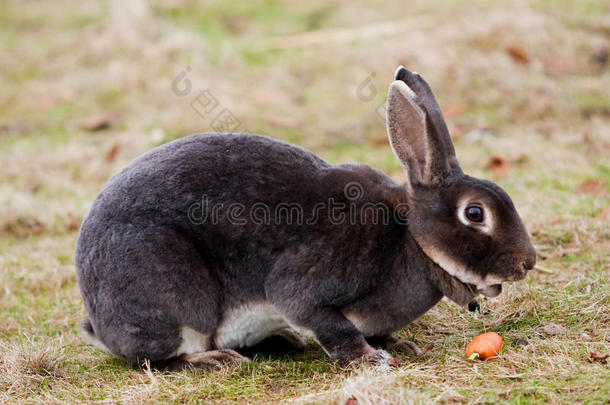 吃兔子的胡萝卜