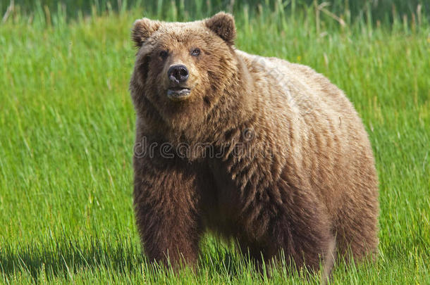 站在草地上的灰熊