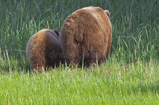 草地上灰熊棕熊母猪和幼崽的尾部