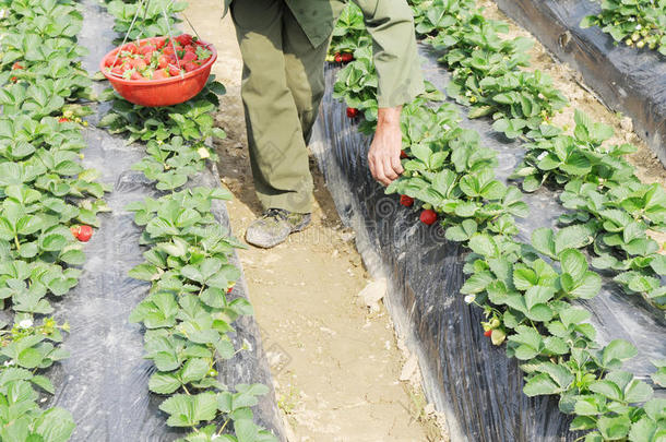 田间采摘草莓