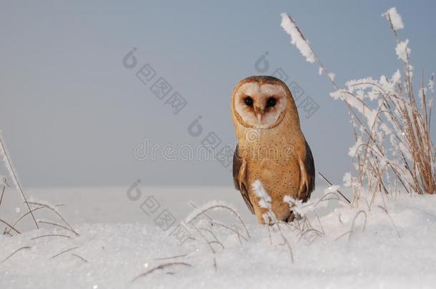 谷仓猫头鹰（tyto alba）