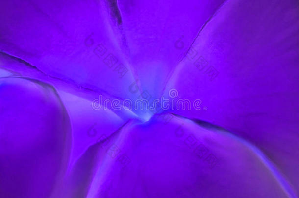 紫李