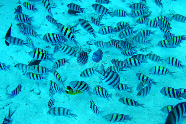 蓝珊瑚鱼群水红色大海。