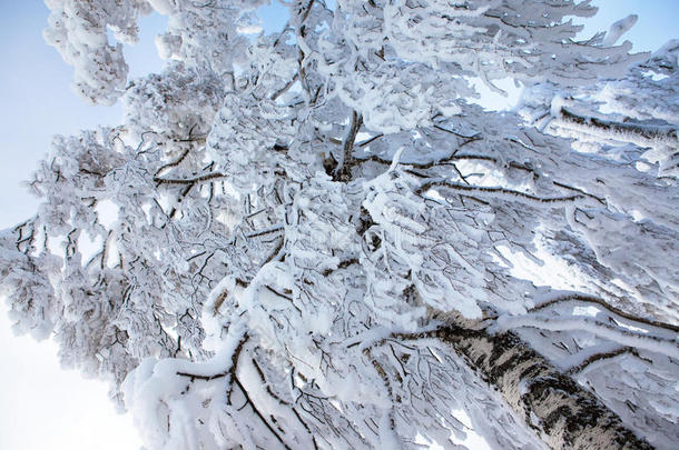 被雪覆盖的冬树