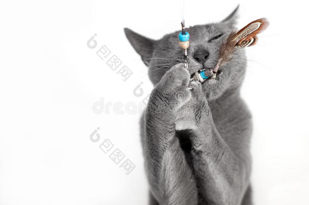 俄罗斯蓝猫的肖像